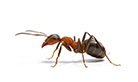 北京专业灭蚂蚁